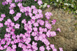 Steinnelke; Dianthus sylvestris