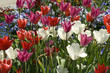 Tulpenbluete, Bunt