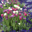 Tulpenbluete, Bunte