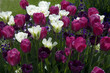 Tulpenbluete, Bunte