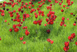 Tulpenbluete, Wiese