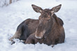 Elch im Schnee