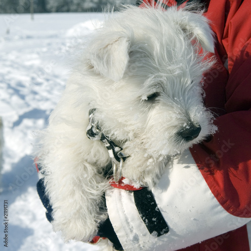 Foto: West, Highland, White, Terrier West, Highland, White, Terrier