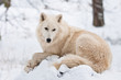 Ruhender Polarwolf