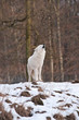 Wolfsheulen