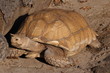 Tortoise