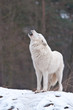 Heulender Polarwol