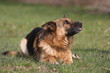 Schäferhund