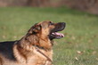 Schäferhund