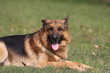 Schäferhund