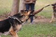 Schäferhund