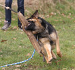 Schäferhund