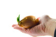 Zwiebel