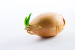Zwiebel