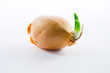 Zwiebel