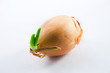 Zwiebel