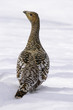 Black-billed capercaillie, the hen.