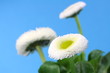 Gänseblümchen