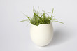 Frühlingsgruss