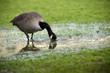 oie bernache oiseau migration canada boire marais