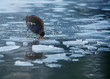 poule eau oiseau glace gel hiver lac étang marais