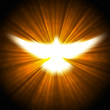 shining dove with rays on a dark