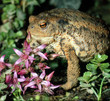 Kroete_115054