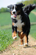 Berner Sennenhund, Hündin, im Sprint Berner Sennenhund, Hündin, im Sprint