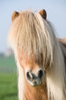 Miniatur Shetland Pony, Stute, Portrait Miniatur Shetland Pony, Stute, Portrait
