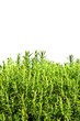 Rosemary plant