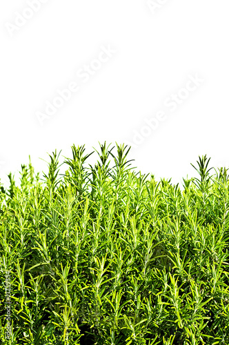 Photo: Rosemary plant Rosemary plant