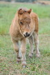 Shetlandpony Fohlen Shetlandpony Fohlen