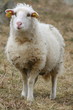 agneau, agneaux,mouton,moutons agneau, agneaux,mouton,moutons
