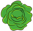 Cabbage