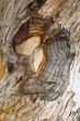Abstracto 1