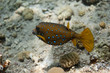yellow boxfish