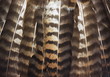 Hawk tail feather texture detail.