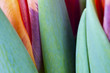 Foto: tulpen close up tulpen close up
