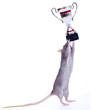 Ratounette championne...