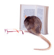 Ratounette fait de la lecture...