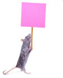 Ratounette manifeste...