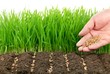 wheat seeds and their plant