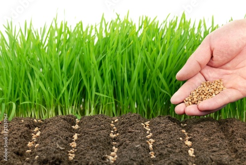 Photo: wheat seeds and their plant wheat seeds and their plant