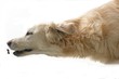 Foto: Fliegender Hund Fliegender Hund