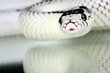 lampropeltis getulus californiae