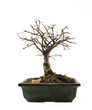 bonsai tree without leafs isolated on the white background