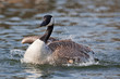 oie bernache canada Branta canadensis migration oiseau