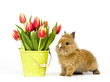 Baby Kaninchen mit Tulpen Baby Kaninchen mit Tulpen
