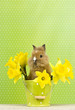 Kaninchen im Blumentopf Kaninchen im Blumentopf
