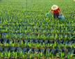 oil palm nursery and worker oil palm nursery and worker